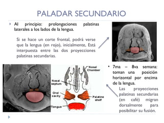 PALADAR SECUNDARIO Al principio: prolongaciones palatinas laterales a los lados de la lengua. Si se hace un corte frontal, podrá verse que la lengua (en rojo), inicialmente, Está interpuesta entre las dos proyecciones palatinas secundarias. 7ma – 8va semana: toman una  posición horizontal por encima de la lengua. Las proyecciones palatinas secundarias (en café) migran dorsalmente para posibilitar su fusión. 