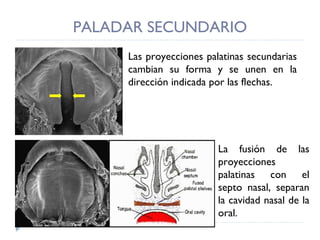 PALADAR SECUNDARIO Las proyecciones palatinas secundarias cambian su forma y se unen en la dirección indicada por las flechas.   La fusión de las proyecciones palatinas con el septo nasal, separan la cavidad nasal de la oral. 