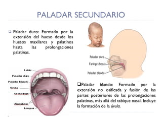 PALADAR SECUNDARIO Paladar duro: Formado por la extensión del hueso desde los huesos maxilares y palatinos hasta las prolongaciones palatinas. Paladar blando: Formado por la extensión no osificada y fusión de las partes posteriores de las prolongaciones palatinas, más allá del tabique nasal. Incluye la formación de la  úvula.  