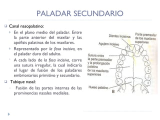 PALADAR SECUNDARIO Canal nasopalatino: En el plano medio del paladar. Entre la parte anterior del maxilar y las apófisis palatinas de los maxilares. Representado por  la fosa incisiva,  en   el paladar duro del adulto. A cada lado de  la fosa incisiva,  corre una sutura irregular, la cual indicaría el lugar de fusión de los paladares embrionarios primitivo y secundario. Tabique nasal:  Fusión de las partes internas de las prominencias nasales mediales.  
