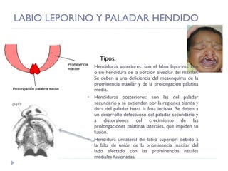LABIO LEPORINO Y PALADAR HENDIDO Tipos: Hendiduras anteriores: son el labio leporino, con o sin hendidura de la porción alveolar del maxilar. Se deben a una deficiencia del mesénquima de la prominencia maxilar y de la prolongación palatina media. Hendiduras posteriores: son las del paladar secundario y se extienden por la regiones blanda y dura del paladar hasta la fosa incisiva. Se deben a un desarrollo defectuoso del paladar secundario y a distorsiones del crecimiento de las prolongaciones palatinas laterales, que impiden su fusión. Hendidura unilateral del labio superior: debido a la falta de unión de la prominencia maxilar del lado afectado con las prominencias nasales mediales fusionadas.  