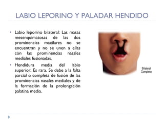 Labio leporino bilateral: Las masas mesenquimatosas de las dos prominencias maxilares no se encuentran y no se unen a ellas con las prominencias nasales mediales fusionadas. Hendidura media del labio superior: Es rara. Se debe a la falta parcial o completa de fusión de las prominencias nasales mediales y de la formación de la prolongación palatina media.  LABIO LEPORINO Y PALADAR HENDIDO 