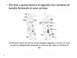Durante a quinta semana el segundo arco aumenta de tamaño formando el seno cervical. Al final de la sétima semana los surcos faríngeos segundos a cuartos y el seno cervical han desaparecido, quedando el contorno del cuello se convierte en liso. 