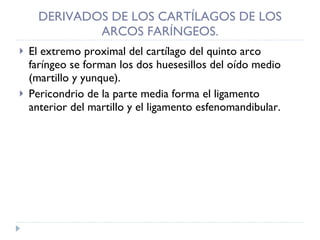 DERIVADOS DE LOS CARTÍLAGOS DE LOS ARCOS FARÍNGEOS. El extremo proximal del cartílago del quinto arco faríngeo se forman los dos huesesillos del oído medio (martillo y yunque). Pericondrio de la parte media forma el ligamento anterior del martillo y el ligamento esfenomandibular. 