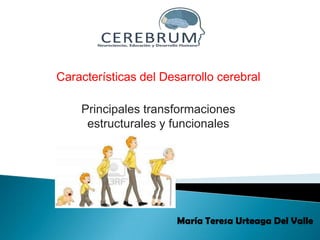 Características del Desarrollo cerebral

    Principales transformaciones
     estructurales y funcionales




                       María Teresa Urteaga Del Valle
 