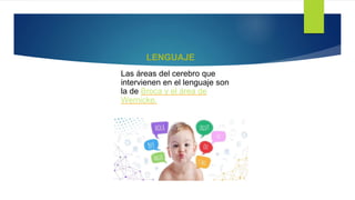 LENGUAJE
Las áreas del cerebro que
intervienen en el lenguaje son
la de Broca y el área de
Wernicke.
 