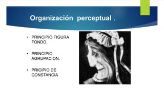 Organización perceptual .
• PRINCIPIO FIGURA
FONDO.
• PRINCIPIO
AGRUPACION.
• PRICIPIO DE
CONSTANCIA
 
