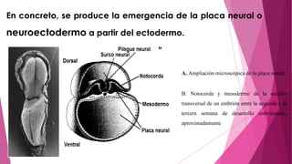 Neuroectodermo Desarrollo cognitivo y maduración cerebral humana.pptx