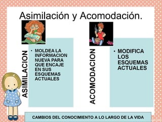 Asimilación y Acomodación.
CAMBIOS DEL CONOCIMIENTO A LO LARGO DE LA VIDA
 
