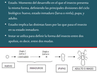 • Estado. Momento deldesarrollo en elque el insecto presenta
la misma forma, definiendolas principales divisiones delciclo
biológico: huevo, estado inmaduro (larva o ninfa), pupa, y
adulto.
• Estadioimplica las distintasfases por las que pasa el insecto
en su estado inmaduro.
• Instar se utilizapara definirla forma del insecto entredos
apolisis, es decir, entre dos mudas.
 