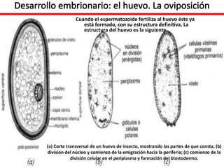 Cuando el espermatozoide fertiliza al huevo éste ya
está formado, con su estructura definitiva. La
estructura del huevo es la siguiente
(a) Corte transversal de un huevo de insecto, mostrando las partes de que consta; (b)
división del núcleo y comienzo de la emigración hacia la periferia; (c) comienzo de la
división celular en el periplasma y formación del blastodermo.
 