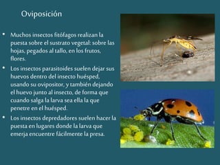 • Muchos insectos fitófagos realizan la
puesta sobre el sustrato vegetal: sobre las
hojas, pegados altallo, en los frutos,
flores.
• Los insectos parasitoides suelen dejar sus
huevos dentro del insecto huésped,
usando su ovipositor, y también dejando
el huevo junto al insecto, de forma que
cuando salga la larva sea ella la que
penetre en el huésped.
• Los insectos depredadores suelen hacer la
puesta en lugares donde lalarva que
emerja encuentre fácilmente la presa.
Oviposición
 
