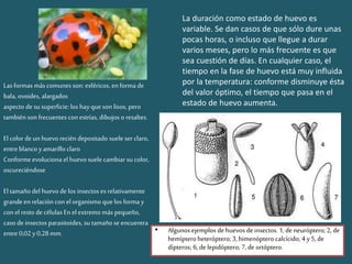 • Algunos ejemplos dehuevos deinsectos. 1,de neuróptero; 2, de
hemíptero heteróptero; 3,himenóptero calcícido; 4 y5,de
dípteros; 6,de lepidóptero; 7,de ortóptero.
La duración como estado de huevo es
variable. Se dan casos de que sólo dure unas
pocas horas, o incluso que llegue a durar
varios meses, pero lo más frecuente es que
sea cuestión de días. En cualquier caso, el
tiempo en la fase de huevo está muy influida
por la temperatura: conforme disminuye ésta
del valor óptimo, el tiempo que pasa en el
estado de huevo aumenta.
Las formas más comunes son: esféricos, enforma de
bala, ovoides, alargados
aspecto de su superficie: los hayqueson lisos, pero
también son frecuentescon estrías, dibujos o resaltes.
El color de un huevorecién depositado suele ser claro,
entreblanco yamarillo claro
Conformeevoluciona el huevosuelecambiar su color,
oscureciéndose
El tamaño del huevode los insectos es relativamente
grande enrelación con el organismo quelos forma y
con el resto decélulas En el extremo más pequeño,
caso de insectos parasitoides, su tamaño se encuentra
entre0,02y0,28mm.
 