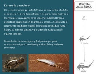 Desarrollo ametábolo
El insectoinmaduro quesale del huevo es muy similar al adulto,
aunque este no tiene desarrollados los órganos reproductivos ni
los genitales, y en algunos otros pequeños detalles (tamaño,
quetotaxia, segmentación de antenas y cercos, ...);sólo existe el
crecimiento (mediante mudas) del individuo inmaduro hasta
llegar a su máximo tamaño, y porúltimo la maduración de
órganos sexuales.
Desarrollotípico delosapterigotos,ydealgunosexopterigotos
secundariamenteápteroscomoMalófagos,Sifunculadosy hembrasde
Embiópteros.
 