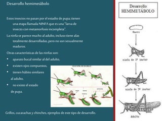 Desarrollo hemimetábolo
Estosinsectos nopasanporelestadiodepupa;tienen
unaetapallamadaNINFA quees una“larvade
insecto conmetamorfosisincompleta”.
Laninfaseparecemucho aladulto,incluso tiene alas
totalmentedesarrolladas,peronoson sexualmente
maduros.
Otrascaracterísticasdelas ninfasson:
• aparatobucalsimilar aldel adulto,
• existen ojoscompuestos,
• tienen hábitosimilares
al adulto,
• noexisteel estado
depupa.
Grillos,cucarachasychinches, ejemplos deestetipodedesarrollo.
 