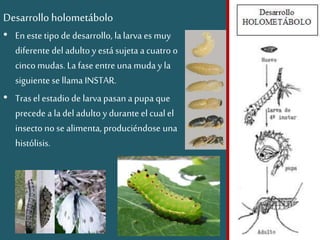 Desarrollo holometábolo
• En este tipode desarrollo, lalarva es muy
diferente del adulto y está sujeta acuatro o
cinco mudas. La fase entre una muda y la
siguiente se llamaINSTAR.
• Trasel estadiode larvapasan a pupa que
precede a ladel adulto y durante el cualel
insecto no se alimenta, produciéndose una
histólisis.
 