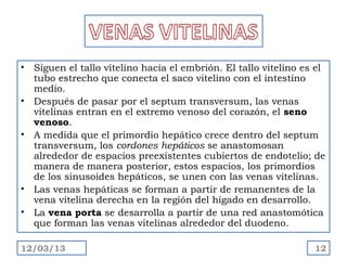 •   Siguen el tallo vitelino hacia el embrión. El tallo vitelino es el
    tubo estrecho que conecta el saco vitelino con el intestino
    medio.
•   Después de pasar por el septum transversum, las venas
    vitelinas entran en el extremo venoso del corazón, el seno
    venoso.
•   A medida que el primordio hepático crece dentro del septum
    transversum, los cordones hepáticos se anastomosan
    alrededor de espacios preexistentes cubiertos de endotelio; de
    manera de manera posterior, estos espacios, los primordios
    de los sinusoides hepáticos, se unen con las venas vitelinas.
•   Las venas hepáticas se forman a partir de remanentes de la
    vena vitelina derecha en la región del hígado en desarrollo.
•   La vena porta se desarrolla a partir de una red anastomótica
    que forman las venas vitelinas alrededor del duodeno.

12/03/13                                                           12
 