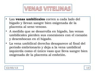 • Las venas umbilicales corren a cada lado del
  hígado y llevan sangre bien oxigenada de la
  placenta al seno venoso.
• A medida que se desarrolla en hígado, las venas
  umbilicales pierden sus conexiones con el corazón
  y desembocan en el hígado.
• La vena umbilical derecha desaparece al final del
  periodo embrionario y deja a la vena umbilical
  izquierda como el único vaso que lleva sangre bien
  oxigenada de la placenta al embrión.



12/03/13                                           13
 