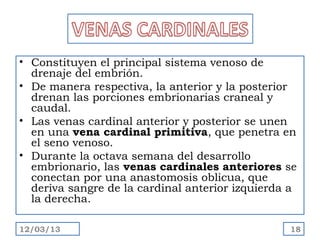 • Constituyen el principal sistema venoso de
  drenaje del embrión.
• De manera respectiva, la anterior y la posterior
  drenan las porciones embrionarias craneal y
  caudal.
• Las venas cardinal anterior y posterior se unen
  en una vena cardinal primitiva, que penetra en
  el seno venoso.
• Durante la octava semana del desarrollo
  embrionario, las venas cardinales anteriores se
  conectan por una anastomosis oblicua, que
  deriva sangre de la cardinal anterior izquierda a
  la derecha.

12/03/13                                         18
 