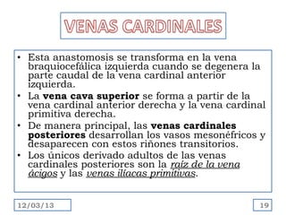 • Esta anastomosis se transforma en la vena
  braquiocefálica izquierda cuando se degenera la
  parte caudal de la vena cardinal anterior
  izquierda.
• La vena cava superior se forma a partir de la
  vena cardinal anterior derecha y la vena cardinal
  primitiva derecha.
• De manera principal, las venas cardinales
  posteriores desarrollan los vasos mesonéfricos y
  desaparecen con estos riñones transitorios.
• Los únicos derivado adultos de las venas
  cardinales posteriores son la raíz de la vena
  ácigos y las venas ilíacas primitivas.


12/03/13                                         19
 