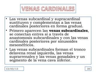 • Las venas subcardinal y supracardinal
  sustituyen y complementan a las venas
  cardinales posteriores en forma gradual.
• Primero aparecen las venas subcardinales,
  se conectan entres sí a través de
  anastomosis subcardinales y con las venas
  cardinales posteriores por sinusoides
  mesonéfricos.
• Las venas subcardinales forman el tronco
  delavena renal izquierda, las venas
  suprarrenales y las venas gonadales y un
  segmento de la vena cava inferior.

12/03/13                                  20
 