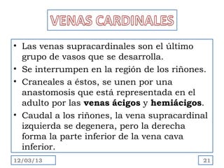 • Las venas supracardinales son el último
  grupo de vasos que se desarrolla.
• Se interrumpen en la región de los riñones.
• Craneales a éstos, se unen por una
  anastomosis que está representada en el
  adulto por las venas ácigos y hemiácigos.
• Caudal a los riñones, la vena supracardinal
  izquierda se degenera, pero la derecha
  forma la parte inferior de la vena cava
  inferior.
12/03/13                                   21
 