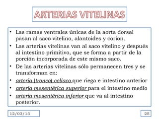 • Las ramas ventrales únicas de la aorta dorsal
  pasan al saco vitelino, alantoides y corion.
• Las arterias vitelinas van al saco vitelino y después
  al intestino primitivo, que se forma a partir de la
  porción incorporada de este mismo saco.
• De las arterias vitelinas sólo permanecen tres y se
  transforman en:
• arteria (tronco) celíaco que riega e intestino anterior
• arteria mesentérica superior para el intestino medio
• arteria mesentérica inferior que va al intestino
  posterior.

12/03/13                                               25
 