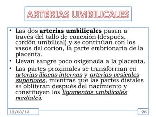 • Las dos arterias umbilicales pasan a
  través del tallo de conexión (después,
  cordón umbilical) y se continúan con los
  vasos del corion, la parte embrionaria de la
  placenta.
• Llevan sangre poco oxigenada a la placenta.
• Las partes proximales se transforman en
  arterias iliacas internas y arterias vesicales
  superiores, mientras que las partes distales
  se obliteran después del nacimiento y
  constituyen los ligamentos umbilicales
  mediales.

12/03/13                                      26
 