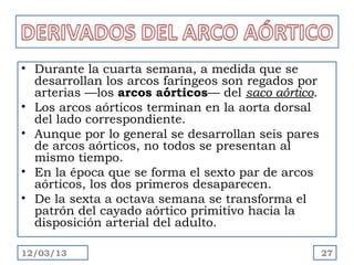 • Durante la cuarta semana, a medida que se
  desarrollan los arcos faríngeos son regados por
  arterias —los arcos aórticos— del saco aórtico.
• Los arcos aórticos terminan en la aorta dorsal
  del lado correspondiente.
• Aunque por lo general se desarrollan seis pares
  de arcos aórticos, no todos se presentan al
  mismo tiempo.
• En la época que se forma el sexto par de arcos
  aórticos, los dos primeros desaparecen.
• De la sexta a octava semana se transforma el
  patrón del cayado aórtico primitivo hacia la
  disposición arterial del adulto.

12/03/13                                            27
 