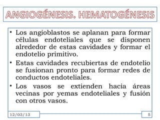 • Los angioblastos se aplanan para formar
  células endoteliales que se disponen
  alrededor de estas cavidades y formar el
  endotelio primitivo.
• Estas cavidades recubiertas de endotelio
  se fusionan pronto para formar redes de
  conductos endoteliales.
• Los vasos se extienden hacia áreas
  vecinas por yemas endoteliales y fusión
  con otros vasos.
12/03/13                                 5
 