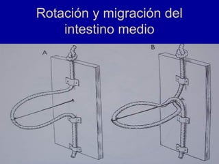Rotación y migración del
intestino medio