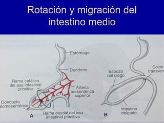 Rotación y migración del
intestino medio