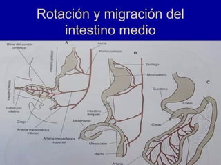 Rotación y migración del
intestino medio