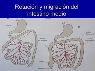 Rotación y migración del
intestino medio