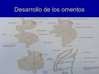 Desarrollo de los omentos