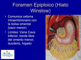 Foramen Epiploico (Hiato
Winslow)
• Comunica celoma
intraembrionario con
la bolsa omental
(saco menor)
• Limites: Vena Cava
Inferior, borde libre
del omento menor,
duodeno, hígado