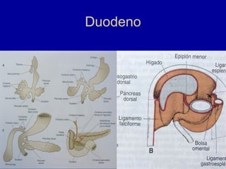 Duodeno