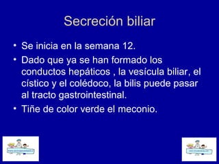 Secreción biliar
• Se inicia en la semana 12.
• Dado que ya se han formado los
conductos hepáticos , la vesícula biliar, el
cístico y el colédoco, la bilis puede pasar
al tracto gastrointestinal.
• Tiñe de color verde el meconio.