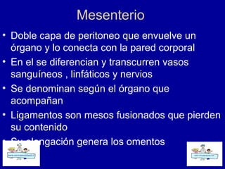 Mesenterio
• Doble capa de peritoneo que envuelve un
órgano y lo conecta con la pared corporal
• En el se diferencian y transcurren vasos
sanguíneos , linfáticos y nervios
• Se denominan según el órgano que
acompañan
• Ligamentos son mesos fusionados que pierden
su contenido
• Su elongación genera los omentos