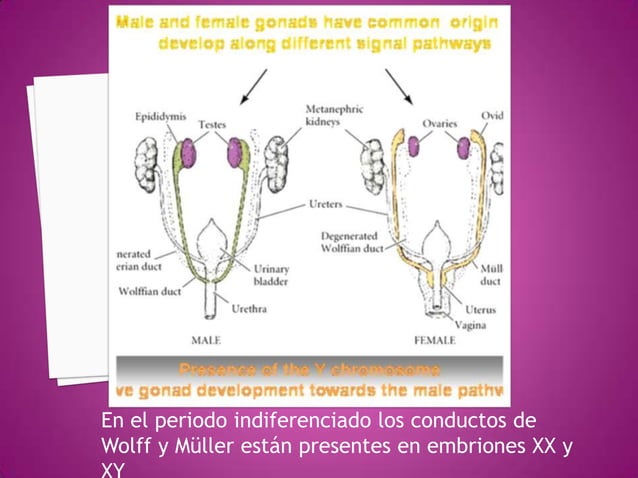 Desarrollo De Gonadas Masculinas Y Femeninas