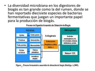 • La diversidad microbiana en los digestores de
biogás es tan grande como la del rumen, donde se
han reportado diecisiete especies de bacterias
fermentativas que juegan un importante papel
para la producción de biogás.
 