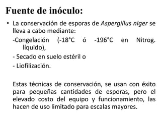 Fuente de inóculo:
• La conservación de esporas de Aspergillus niger se
lleva a cabo mediante:
-Congelación (-18°C ó -196°C en Nitrog.
líquido),
- Secado en suelo estéril o
- Liofilización.
Estas técnicas de conservación, se usan con éxito
para pequeñas cantidades de esporas, pero el
elevado costo del equipo y funcionamiento, las
hacen de uso limitado para escalas mayores.
 