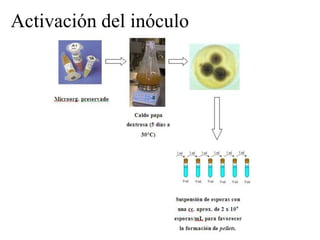 Activación del inóculo
 