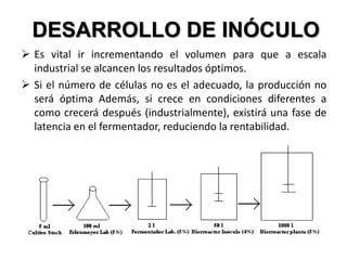  Es vital ir incrementando el volumen para que a escala
industrial se alcancen los resultados óptimos.
 Si el número de células no es el adecuado, la producción no
será óptima Además, si crece en condiciones diferentes a
como crecerá después (industrialmente), existirá una fase de
latencia en el fermentador, reduciendo la rentabilidad.
DESARROLLO DE INÓCULO
 