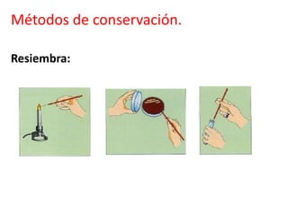 Métodos de conservación.
Resiembra:
 