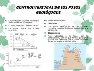 CONTROL VERTICAL DE LOS PISOS
ECOLÓGICOS
Los había de dos tipos:
 Continuo
 Los pisos ecológicos se encontraban
cercanos y podían controlar la agricultura y
ganadería.
 Discontinuo
 Pisos ubicados a lo lejos; por lo
consiguiente, tenían que formar pequeños
grupos de personas para poder explotar
mejor estos pisos altitudinales.
 La producción agraria respondía
a dos sistemas ecológicos:
 El maíz, bajo los 3.800 m.s.n.m.
 La papa, hasta los 4.500
m.s.n.m.
 