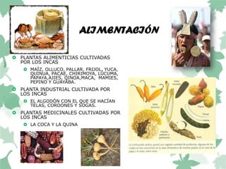 ALIMENTACIÓN
 PLANTAS ALIMENTICIAS CULTIVADAS
POR LOS INCAS
 MAÍZ, OLLUCO, PALLAR, FRIJOL, YUCA,
QUINUA, PACAE, CHIRIMOYA, LÚCUMA,
PAPAYA,AJIES, QINOA,MACA, MAMIES,
PEPINO Y GUAYABA.
 PLANTA INDUSTRIAL CULTIVADA POR
LOS INCAS
 EL ALGODÓN CON EL QUE SE HACÍAN
TELAS, CORDONES Y SOGAS.
 PLANTAS MEDICINALES CULTIVADAS POR
LOS INCAS
 LA COCA Y LA QUINA
 