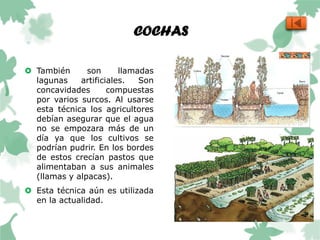 COCHAS
 También son llamadas
lagunas artificiales. Son
concavidades compuestas
por varios surcos. Al usarse
esta técnica los agricultores
debían asegurar que el agua
no se empozara más de un
día ya que los cultivos se
podrían pudrir. En los bordes
de estos crecían pastos que
alimentaban a sus animales
(llamas y alpacas).
 Esta técnica aún es utilizada
en la actualidad.
 