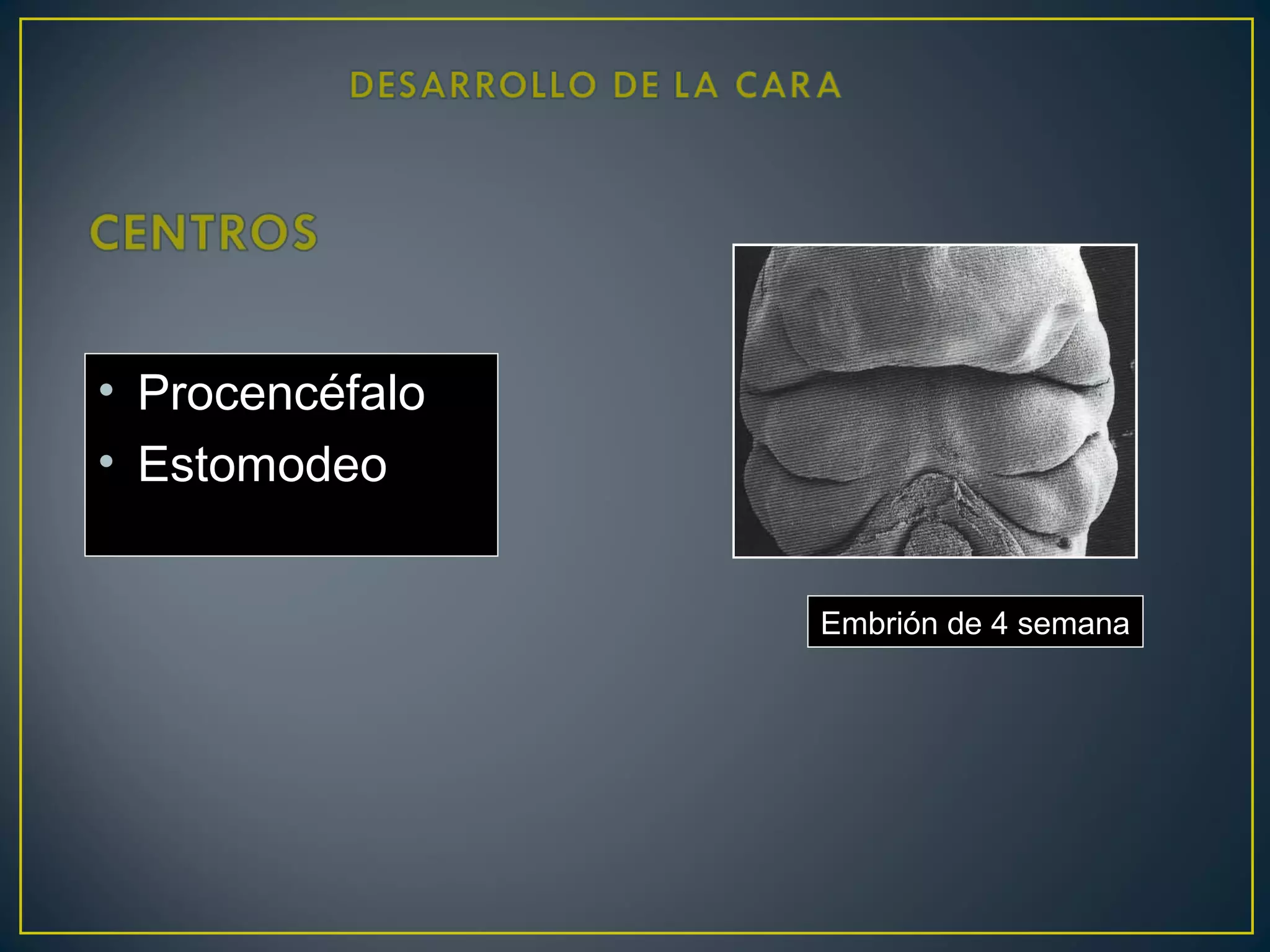 • Procencéfalo
• Estomodeo
Embrión de 4 semana