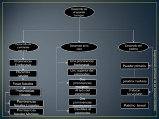 Paladar primario
Dos
prominencias
maxilares
Desarrollo de
el aparato
faríngeo
Una prominencia
frontonasal
Desarrollo de la
cara
Desarrollo del
palatino
Prominencia
Frontonasal
Placordas
nasales
Prominencias
Nasales Laterales
Desarrollo de
cavidades
nasales
Paladar
secundario
Palatino lateral
palatino mediano
Evaginacioneslaminaresdelosprocesosmaxilares
Dos
prominencias
mandibulares
Al lado del
estomodeo
Caudales al
estomodeo
Lím. superior del
estomodeo
Prominencias
Nasales Mediales
Prominencias
Nasales
Fosas Nasales